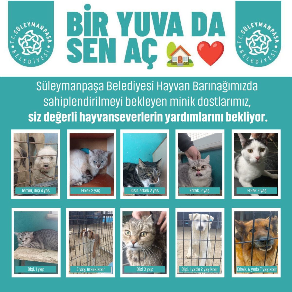 Süleymanpaşa’da sokak hayvanlarına yuva çağrısı