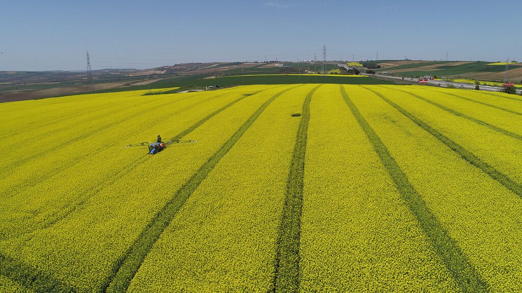 Tekirdağ’da kanola tarlaları sürücülere görsel ziyafet sunuyor