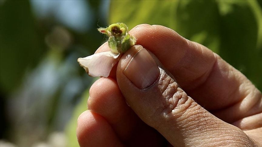 Zirai don Şarköy’de üzüm ve kiraz üreticisini vurdu