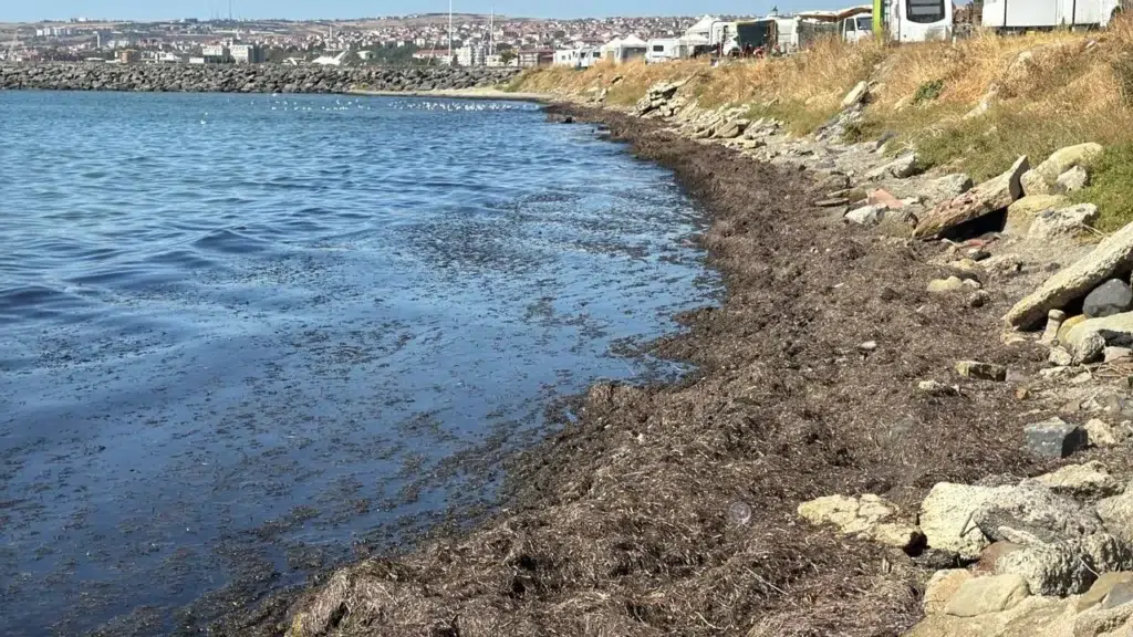 Tekirdağ kıyılarını yosun kapladı: Sahilde kötü koku 10 Tekirdağ Süleymanpaşa sahilinde yosun birikintisi