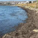 Tekirdağ Süleymanpaşa sahilinde yosun birikintisi