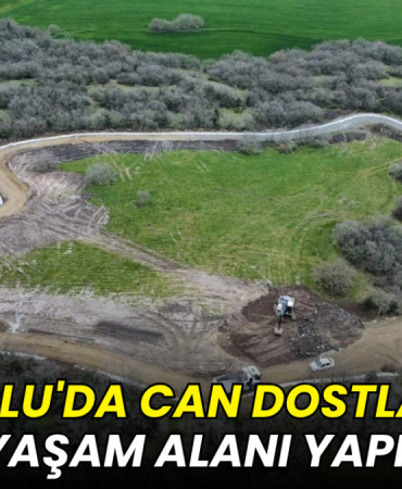 Çorlu'da can dostlara yeni yaşam alanı yapılıyor