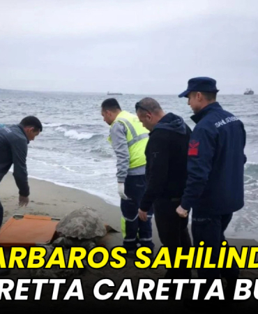 Tekirdağ haberleri - Barbaros sahilinde ölü kaplumbağa bulundu