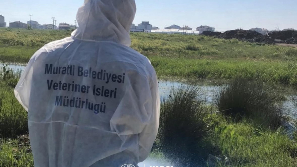 Tekirdağ haberleri - Muratlı’da haşereye karşı larvasit çalışmaları sürüyor