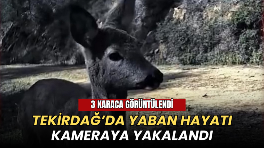 Tekirdağ’da yaban hayatı kamerada: 3 karaca görüntülendi