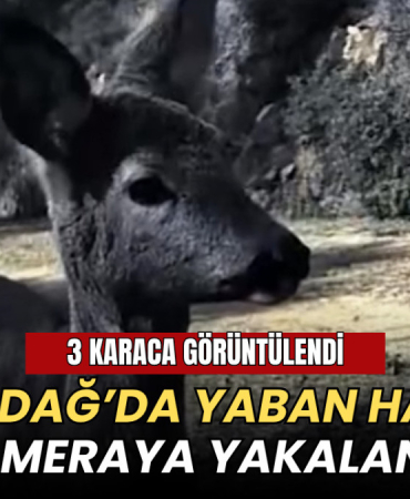 Tekirdağ’da yaban hayatı kamerada: 3 karaca görüntülendi