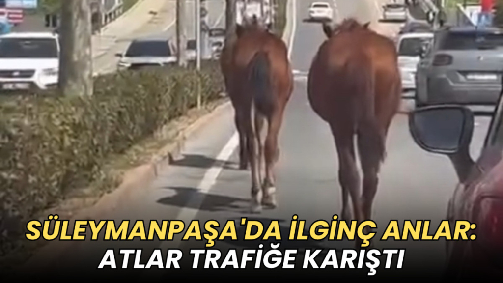 Tekirdağ haberleri - Süleymanpaşa'da ilginç anlar: Atlar trafiğe karıştı