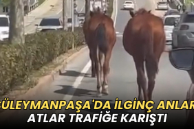 Tekirdağ haberleri - Süleymanpaşa'da ilginç anlar: Atlar trafiğe karıştı