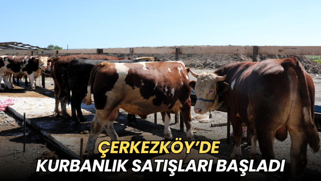 Tekirdağ haberleri - Çerkezköy’de kurbanlık satışları başladı
