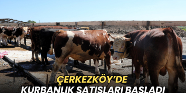 Tekirdağ haberleri - Çerkezköy’de kurbanlık satışları başladı