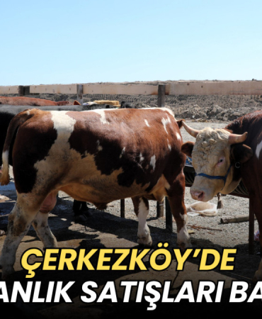 Çerkezköy’de kurbanlık satışları başladı 2 Tekirdağ haberleri - Çerkezköy’de kurbanlık satışları başladı