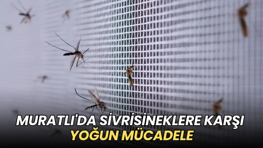 Muratlı haberleri - Muratlı'da sivrisineklere karşı yoğun mücadele