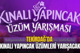 Tekirdağ'da kınalı yapıncak üzümleri yarışıyor: Başvurular 22 Eylül'de sona eriyor 6 Kınalı yapıncak üzümleri yarışıyor: Başvurular 22 Eylül'de sona eriyor