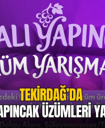 Kınalı yapıncak üzümleri yarışıyor: Başvurular 22 Eylül'de sona eriyor